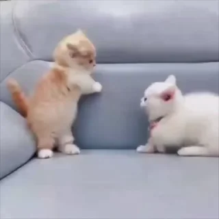 🌟