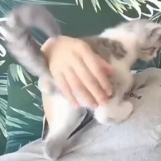 🐾