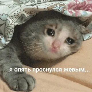 😺