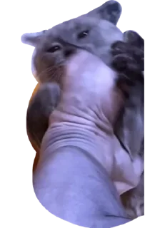 👊