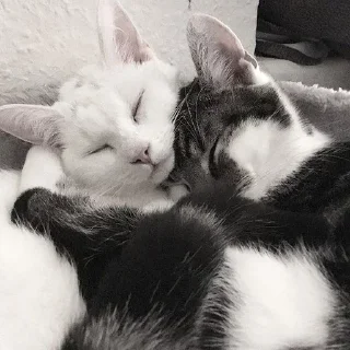 💤