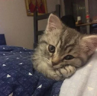 🐈