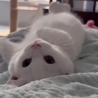 🤩