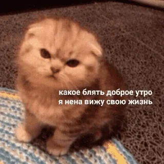 😺