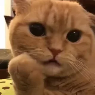 🧶