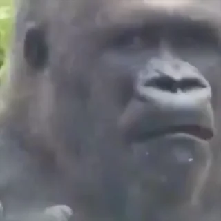 🐒