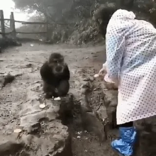 🐒