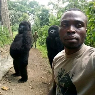 🦍