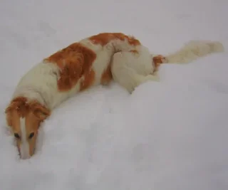 🥶