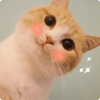 😻