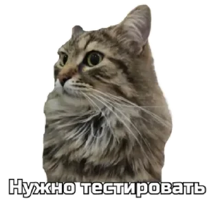 😼