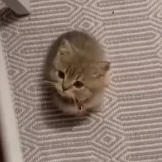 🐈