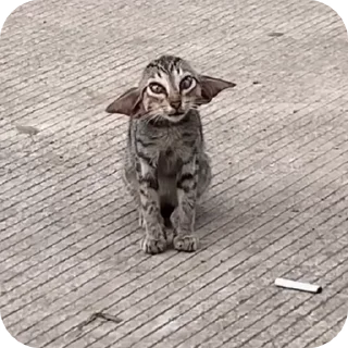 👽