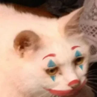 🐱