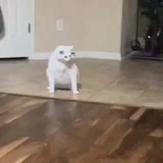 🤩