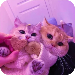 Котята