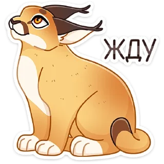 😼