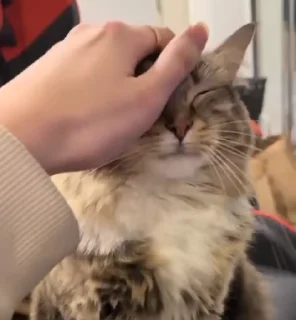 🌟