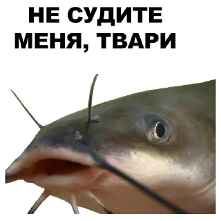 😹