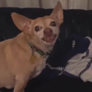 🐶
