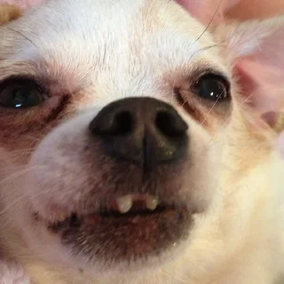🐶