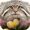 Spring Manul @animalplantspb