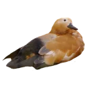 🦆