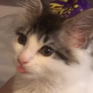😼