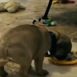 🐶