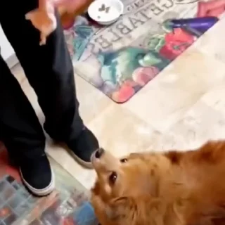 🐩