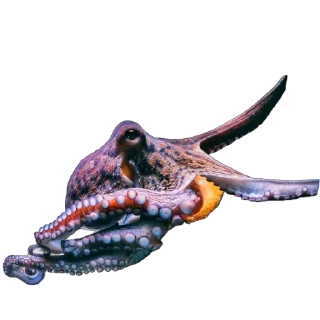 🐙