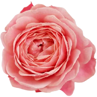 🌹