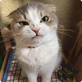 😡