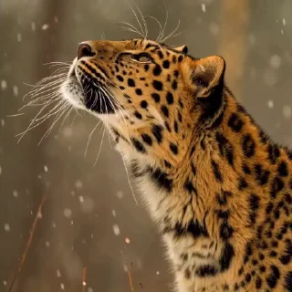 🤩