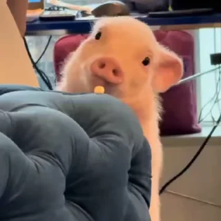 🐽