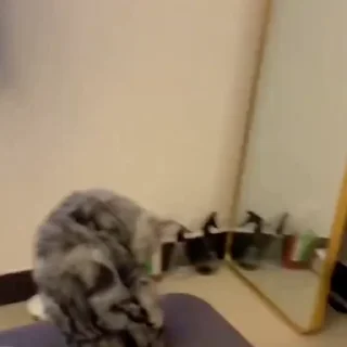 🐈