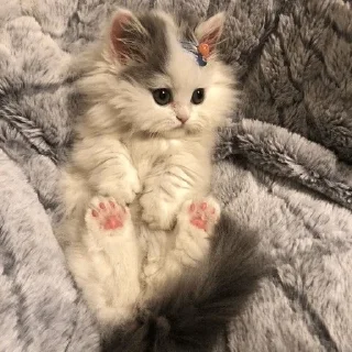 💗