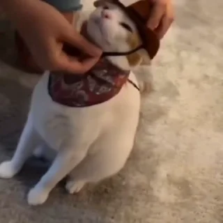 🐈
