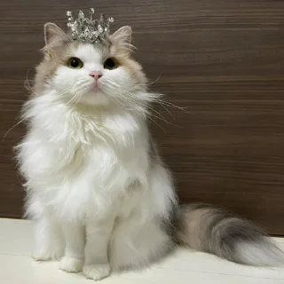 👑