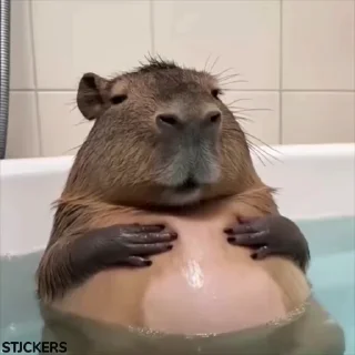 @stjckers شماره مجازی ارزان👉🏼 @Majazinoo_accbot