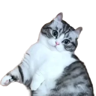 😺