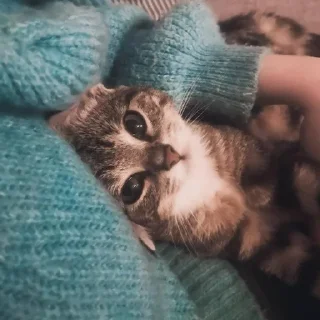 🐈