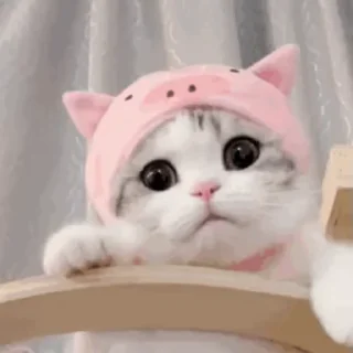 🐱