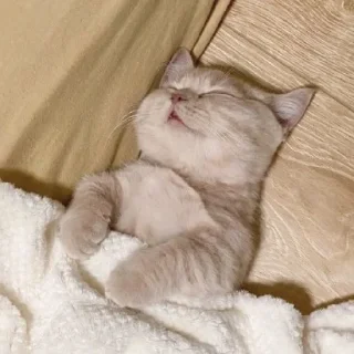 😴