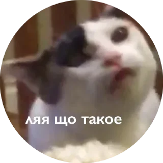 👽