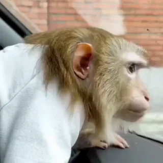 🤩