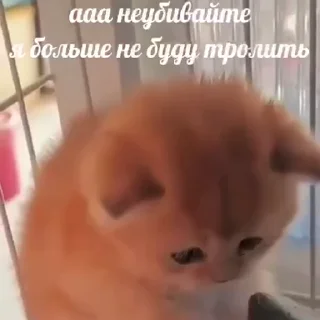 🎁