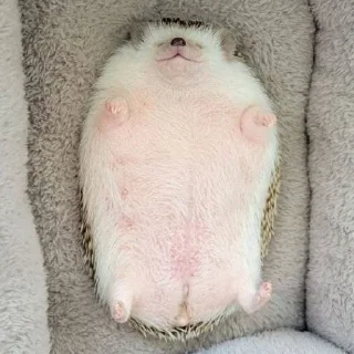 🦔