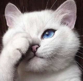 🤦‍♀