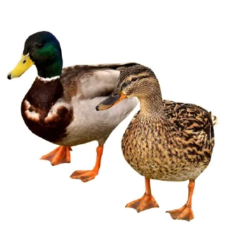 🦆